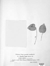 Puccinia violae image